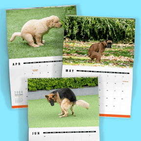 Cute Puppies Prank 🐶😈 - 2024 Calendar