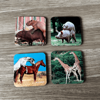 Animals Humping (4-Pack) - Coaster Set  🐎🐖