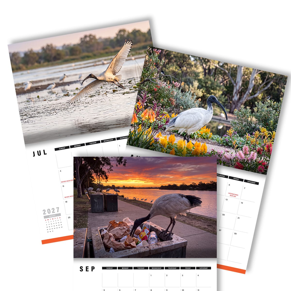 Beautiful Bin Chickens 🗑️🐔- 2027 Calendar