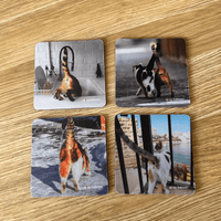 Cats Bums (4-Pack) - Coaster Set 🐈😹