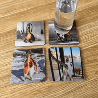 Cats Bums (4-Pack) - Coaster Set 🐈😹