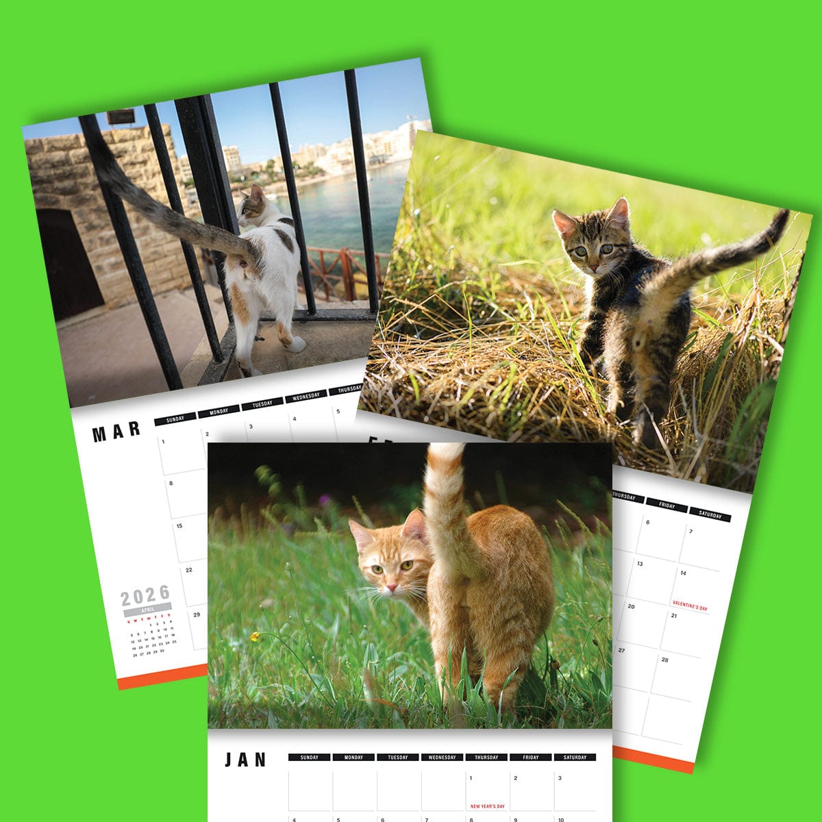 Cute Cat Butts 🐱🍑 - 2026 Calendar