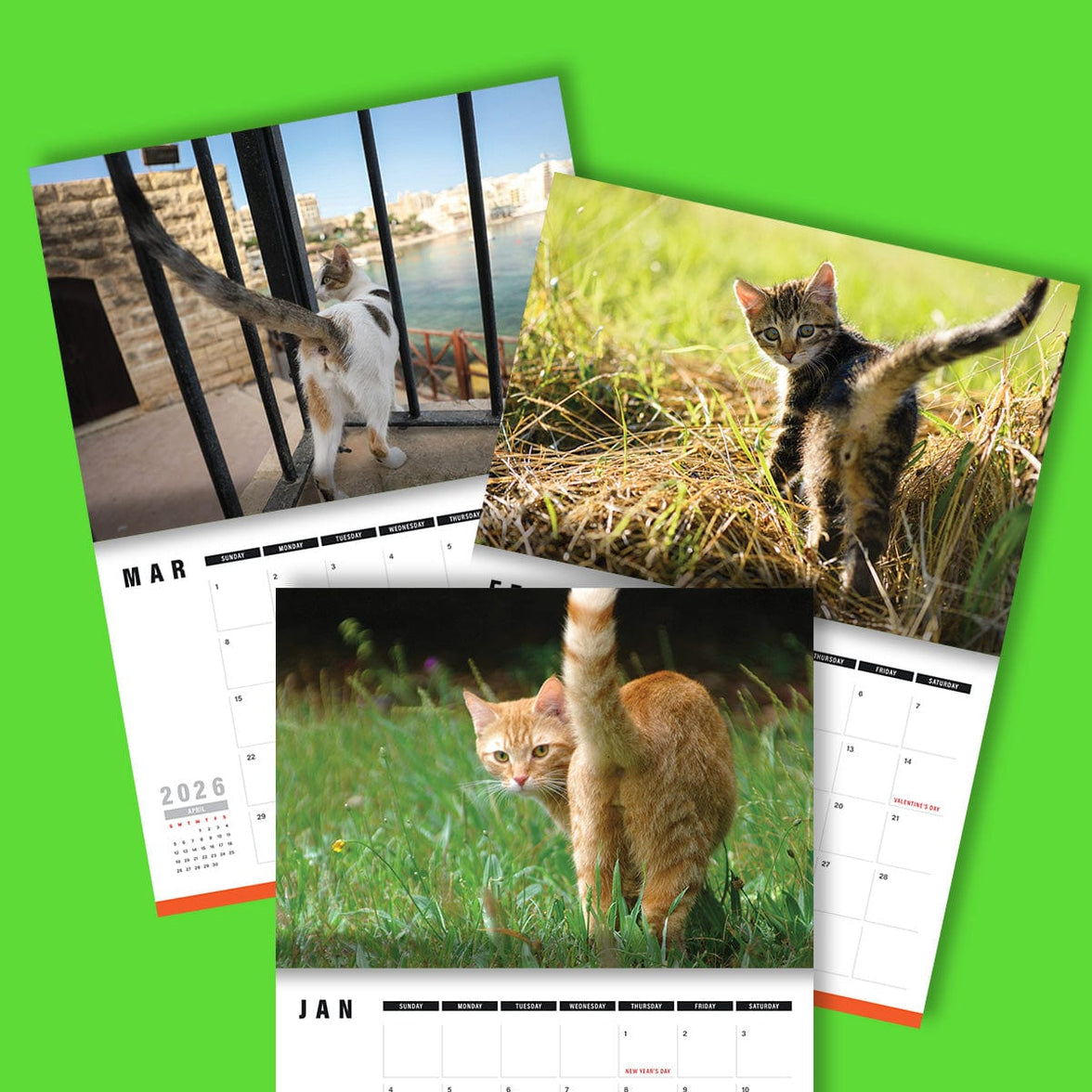 Cute Cat Butts 🐱🍑 - 2026 Calendar