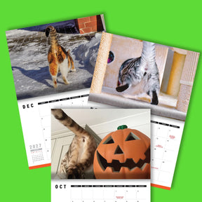 Cute Cat Butts 🐱🍑 - 2026 Calendar