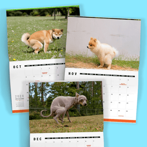 Cute Puppies Prank 🐶😈 - 2024 Calendar