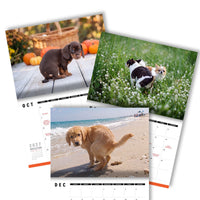 Cute Puppies Prank 🐶😈 - 2027 Calendar