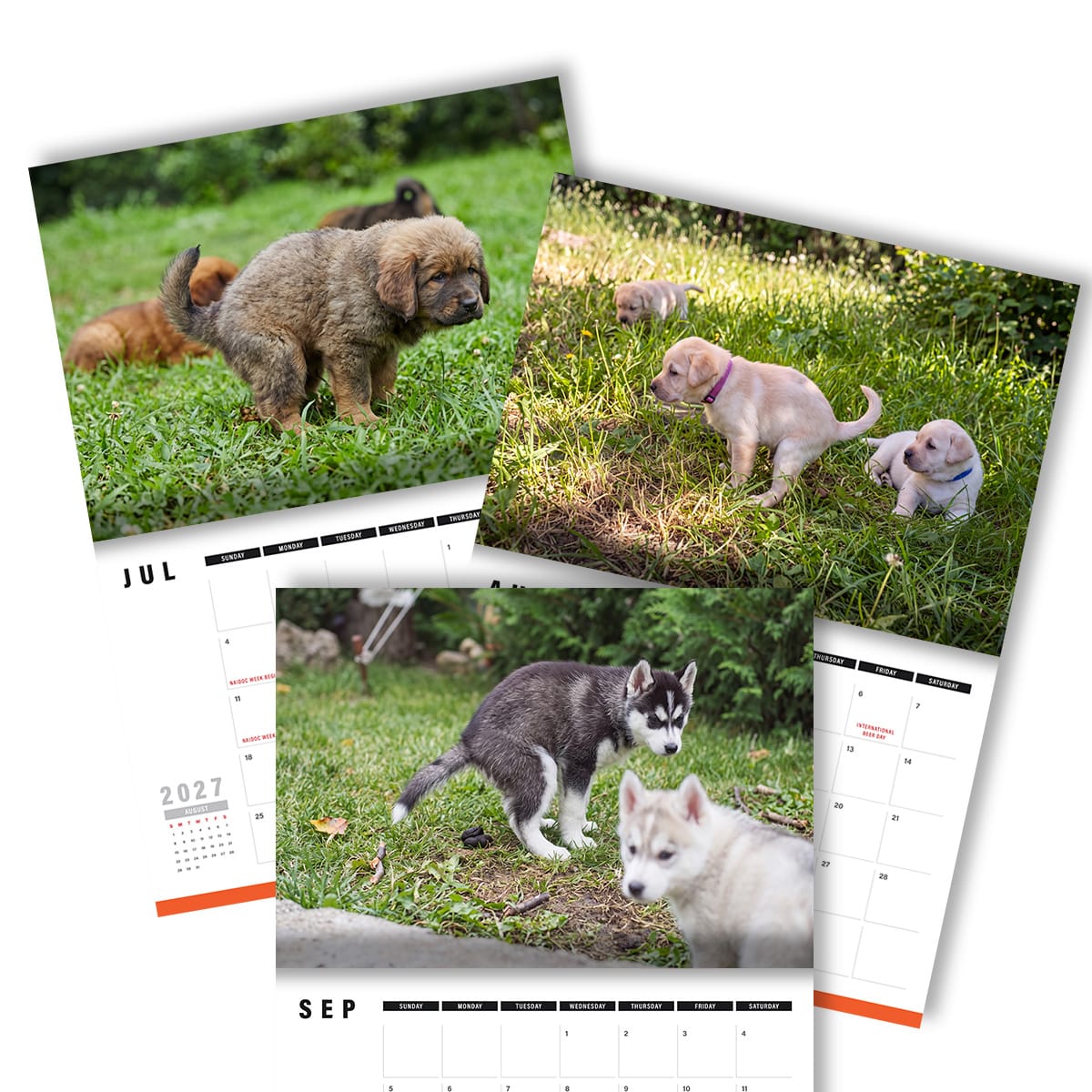 Cute Puppies Prank 🐶😈 - 2027 Calendar