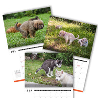 Cute Puppies Prank 🐶😈 - 2027 Calendar
