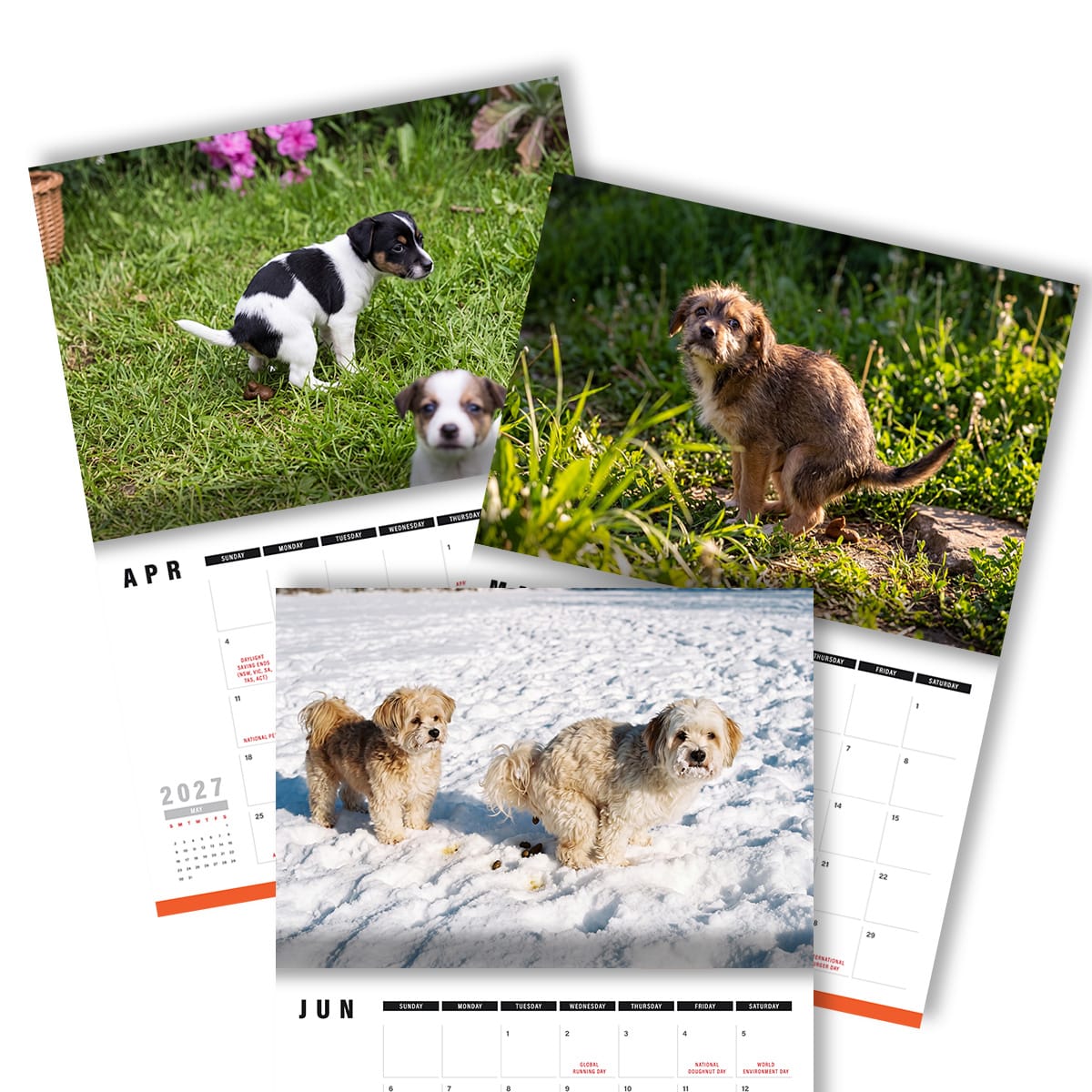 Cute Puppies Prank 🐶😈 - 2027 Calendar