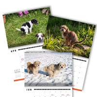Cute Puppies Prank 🐶😈 - 2027 Calendar