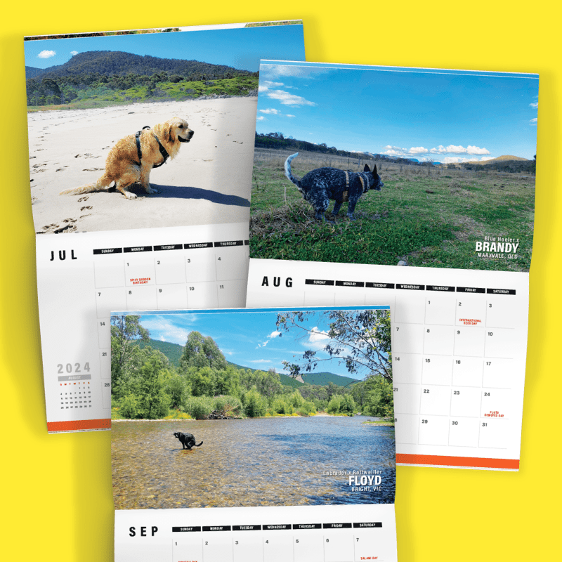 Dogs Pooping in 'Australian' Beautiful Places 💩🐶 - 2024 Calendar