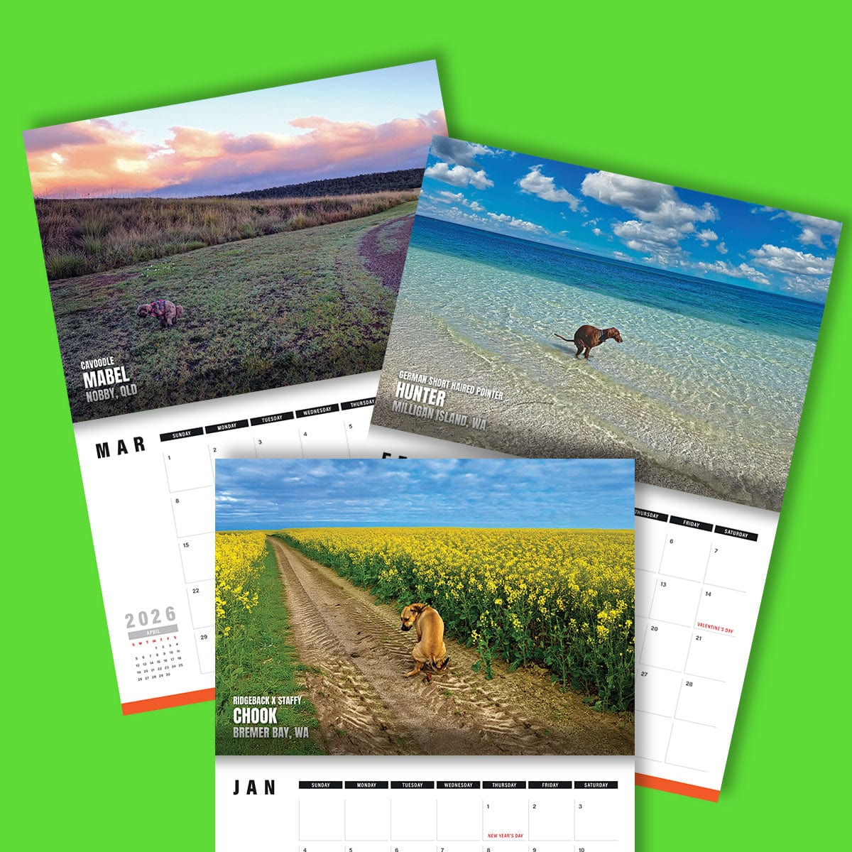 Dogs Pooping in Beautiful 'Australian' Places 💩🐶 - 2025 Calendar