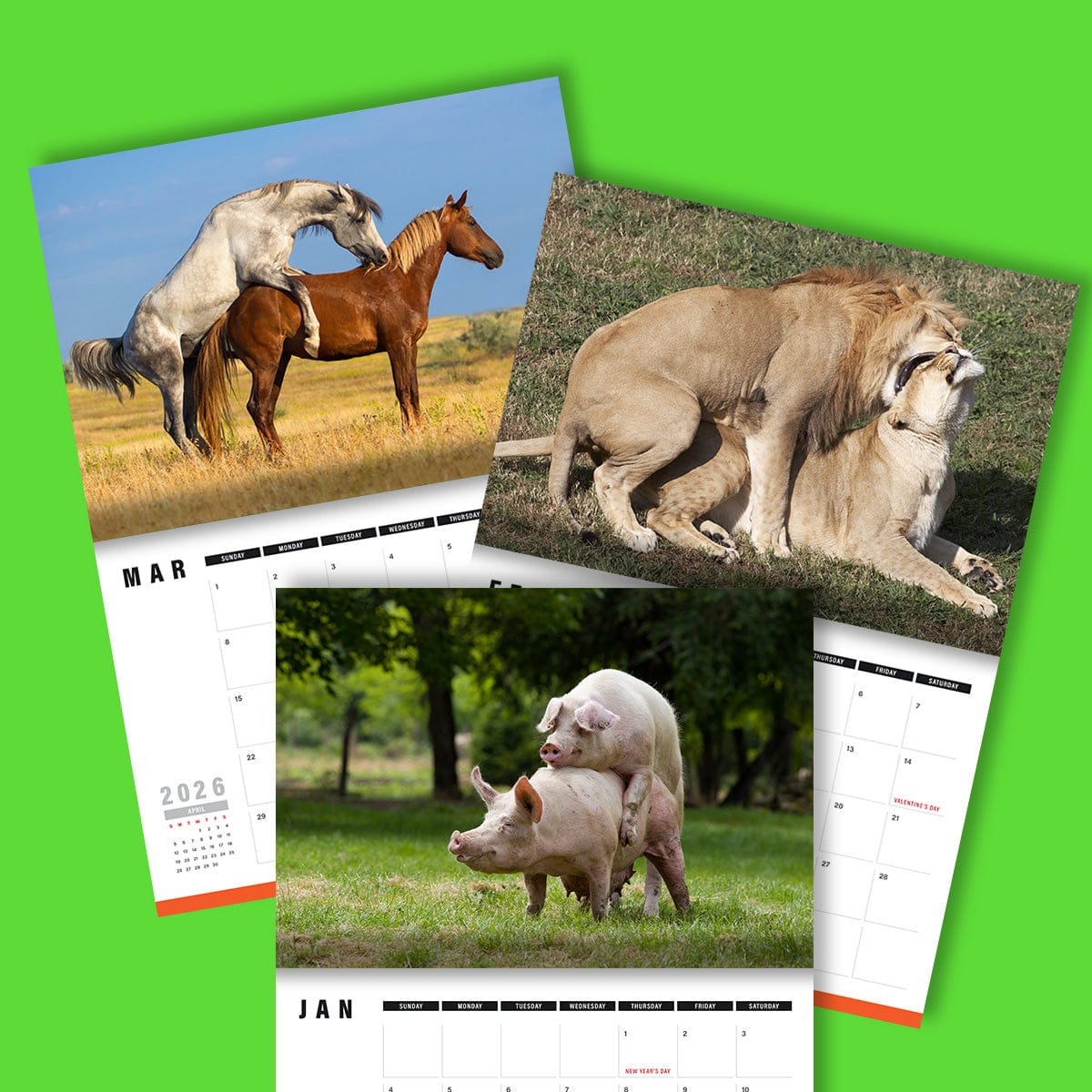 Humping Animals 🐦🐝 - 2026 Calendar
