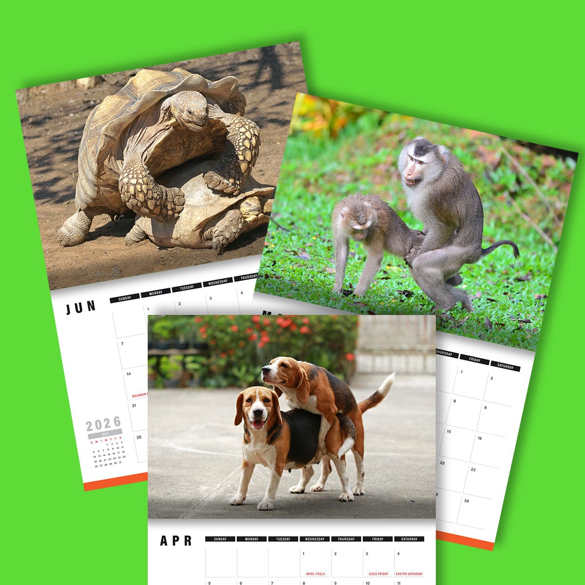 Humping Animals 🐦🐝 - 2026 Calendar