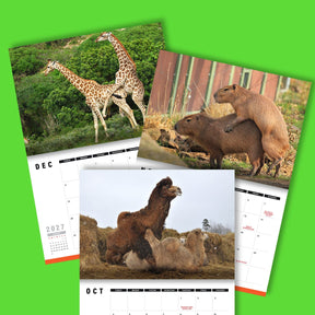 Humping Animals 🐦🐝 - 2026 Calendar