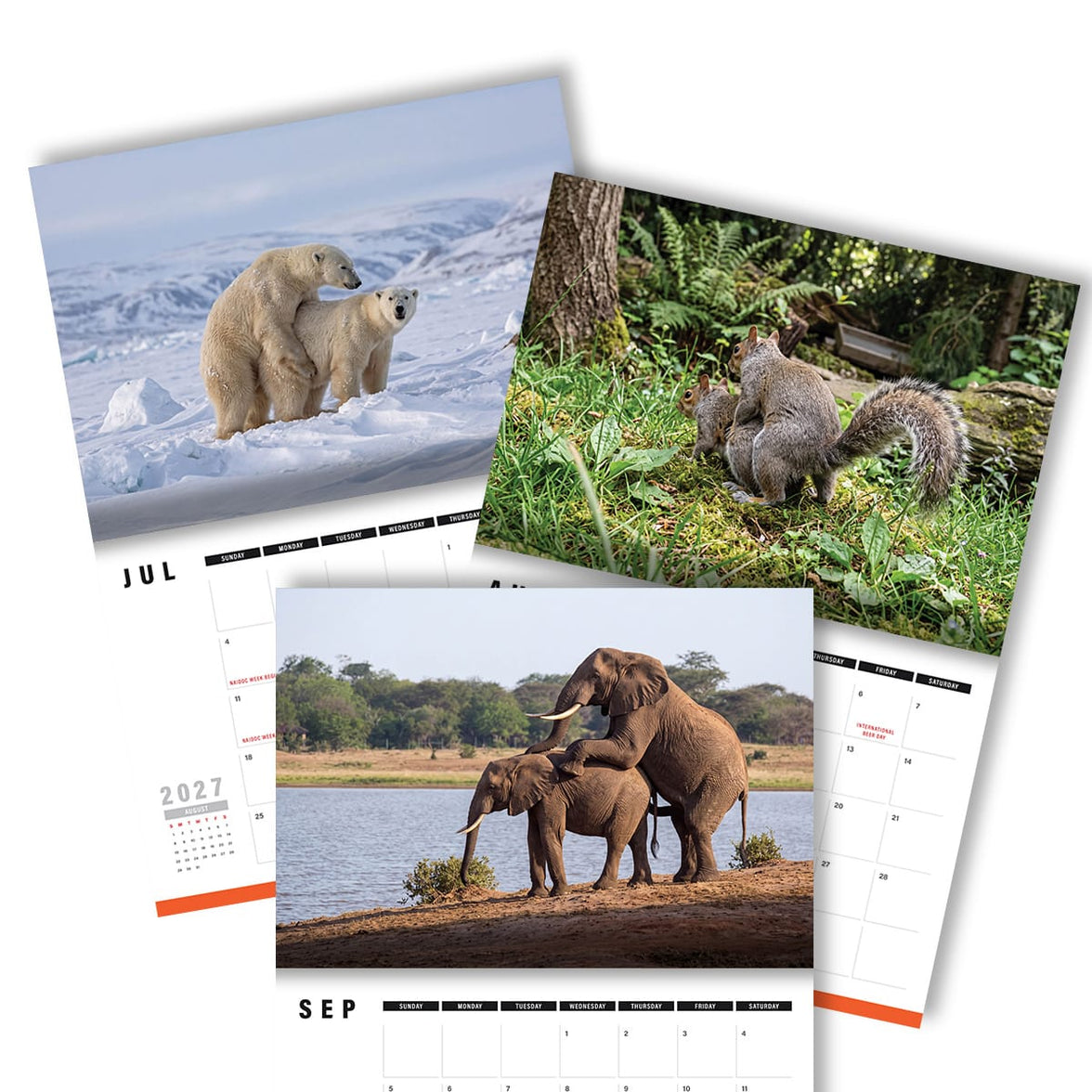 Humping Animals 🐦🐝 - 2027 Calendar