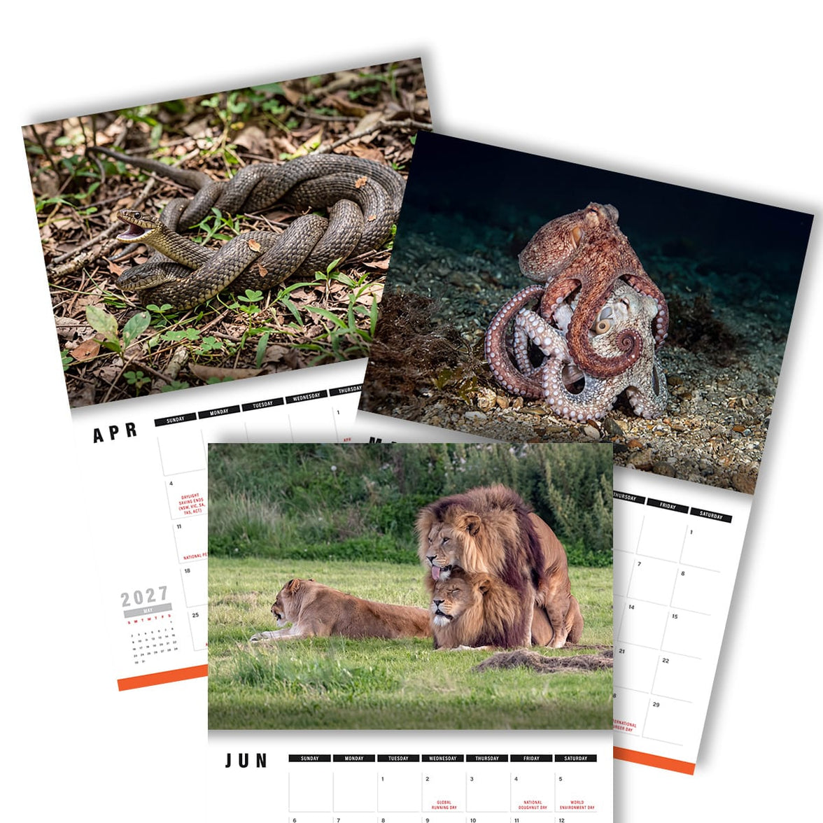 Humping Animals 🐦🐝 - 2027 Calendar