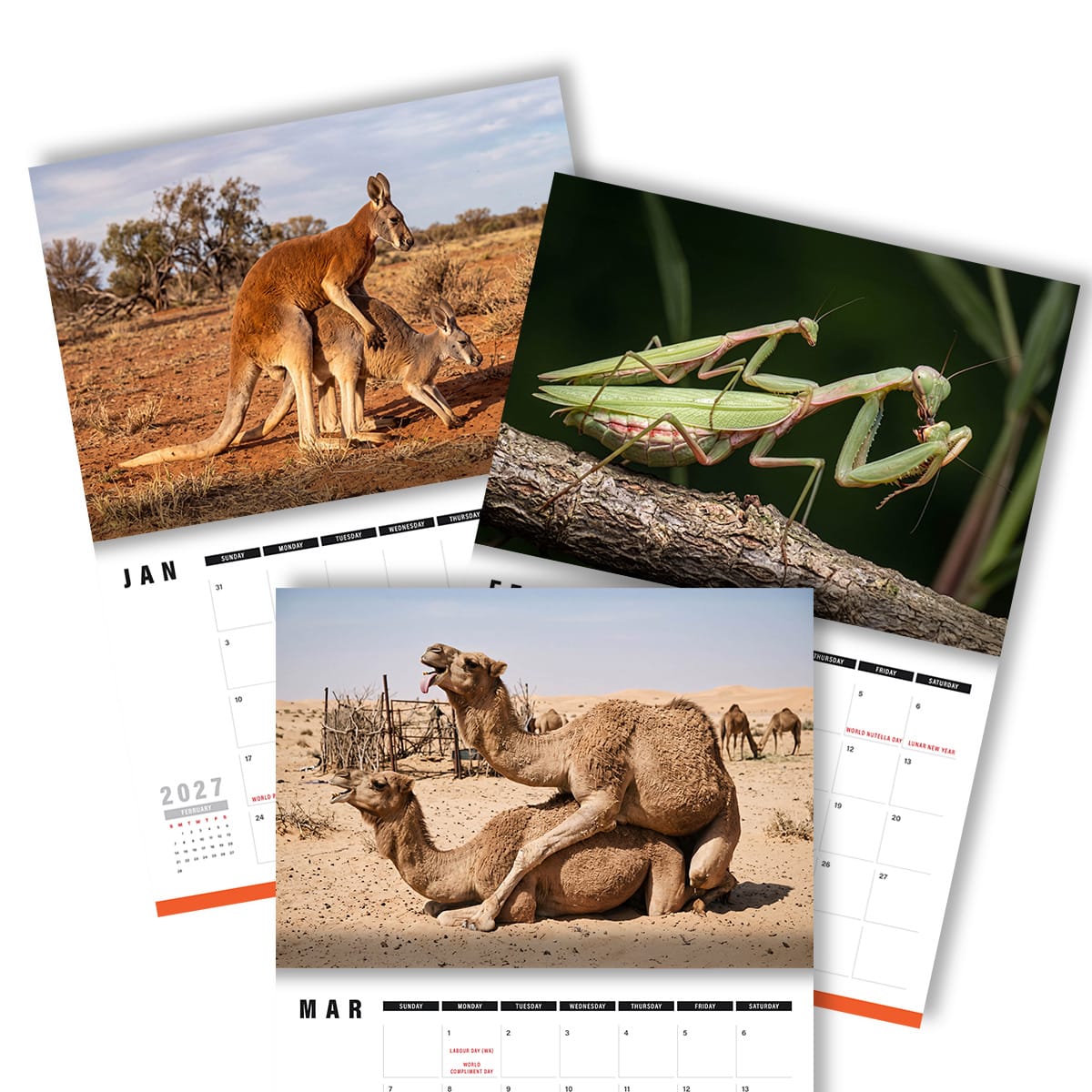 Humping Animals 🐦🐝 - 2027 Calendar