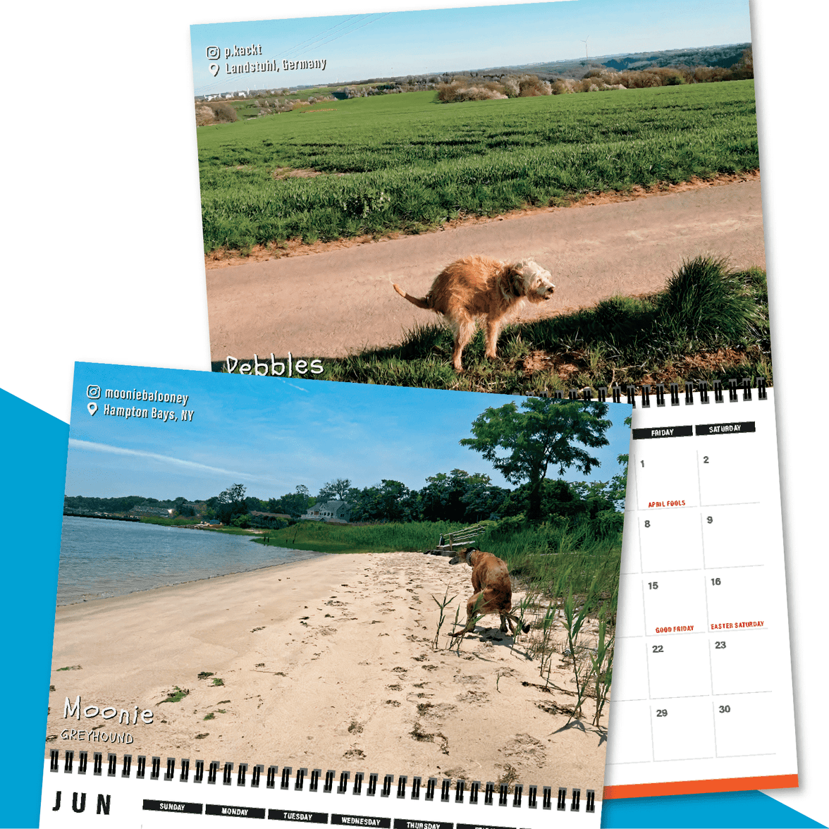 Dogs Pooping in Beautiful Places 💩🐶 - 2023 Calendar